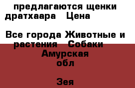 предлагаются щенки дратхаара › Цена ­ 20 000 - Все города Животные и растения » Собаки   . Амурская обл.,Зея г.